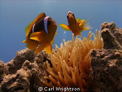 Taken at Coral Island, Taba, with an Olympus SP-350 at 8m. by Carl Wrightson 